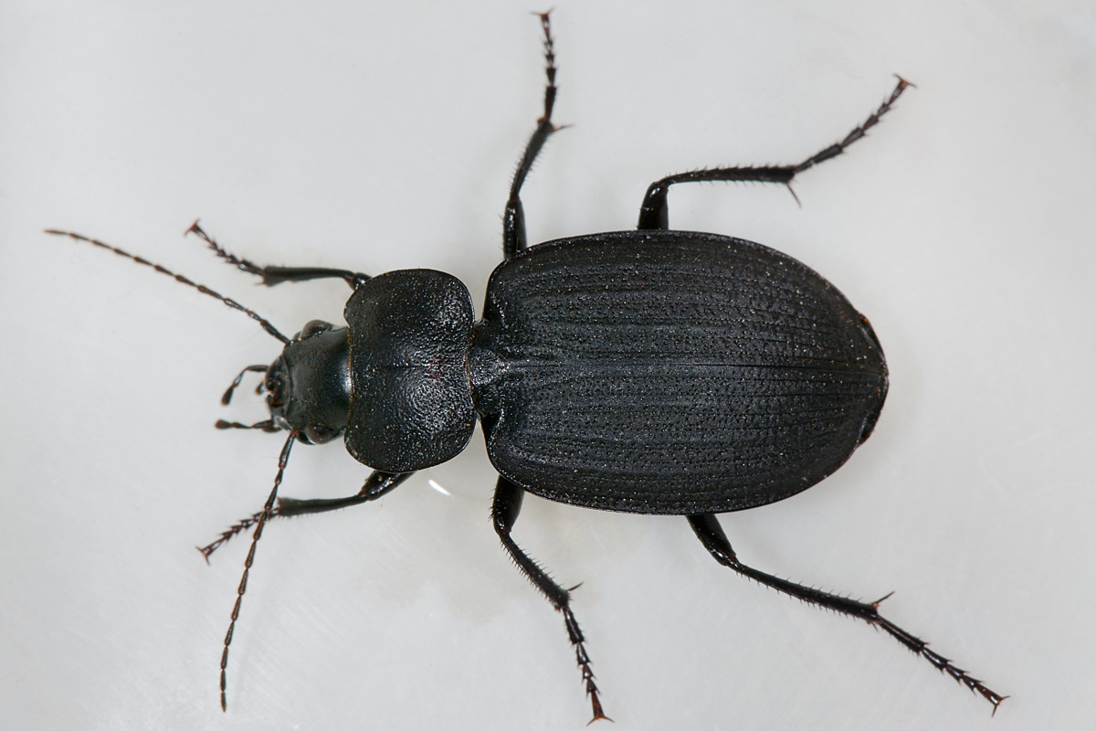 Carabidae: Licinus punctatulus? o granulatus? no, silphoides